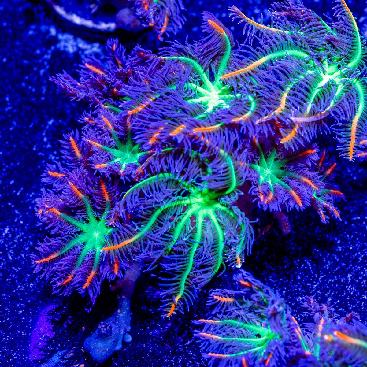 ARC FireWork Clove Polyps - riptide aquaculture llc