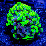 Sick and Twisted Hammer - riptide aquaculture llc