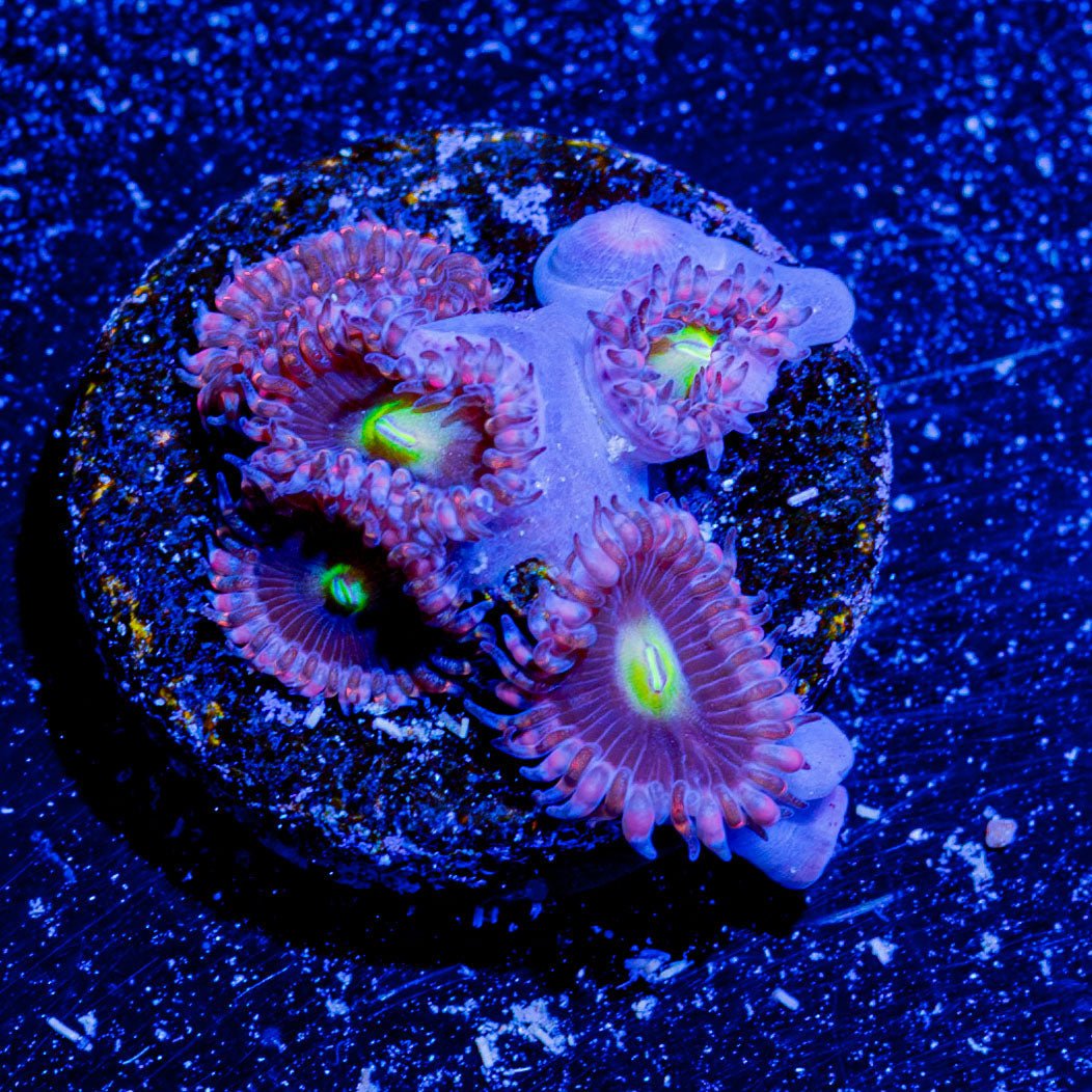 Bombshells Zoanthid - riptide aquaculture llc