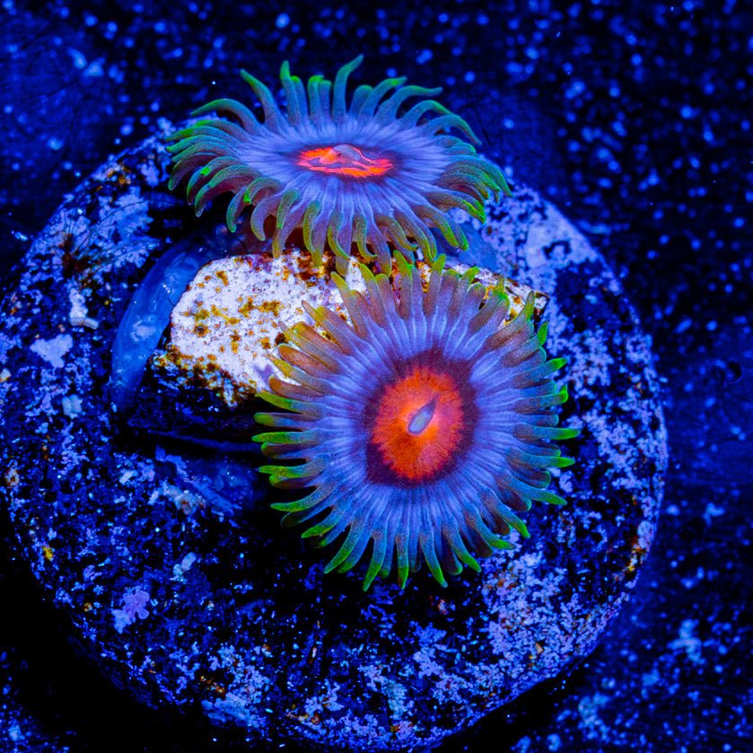 Blue Jays Zoanthid - riptide aquaculture llc