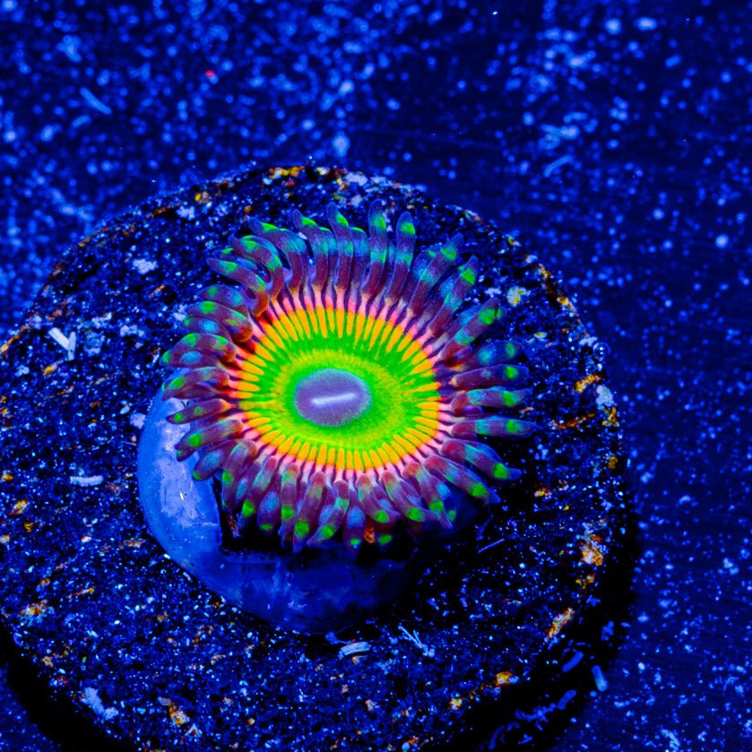 Twisted Peach Zoanthid - riptide aquaculture llc