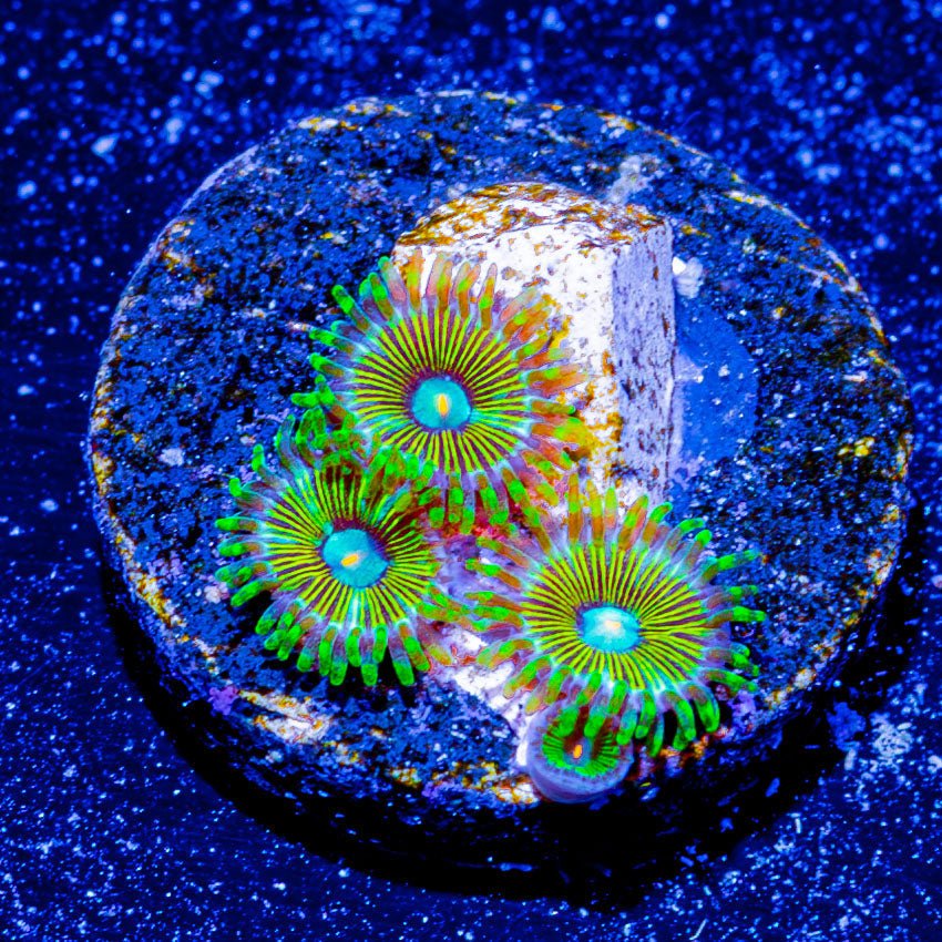 Goofball Zoanthid - riptide aquaculture llc