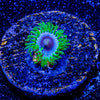 Blues Clues Zoanthid - riptide aquaculture llc