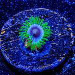 Blues Clues Zoanthid - riptide aquaculture llc