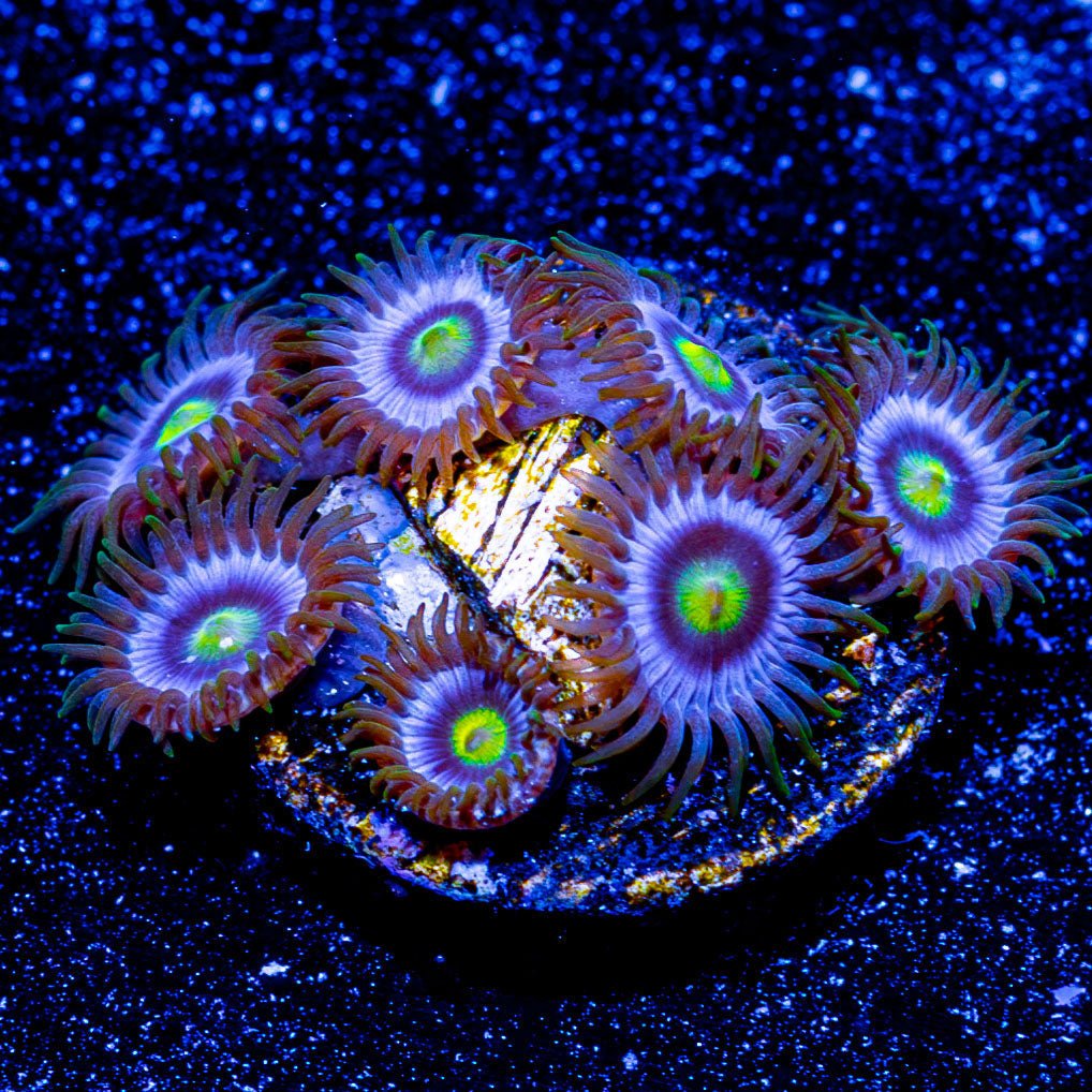 Blue Jays Zoanthid - riptide aquaculture llc