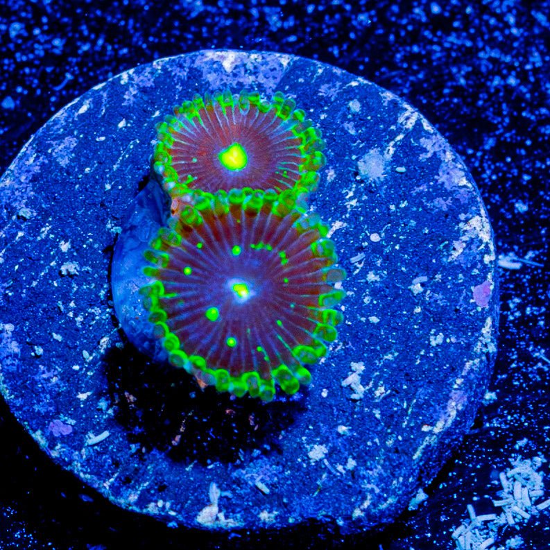 Exospheres Zoanthid - riptide aquaculture llc