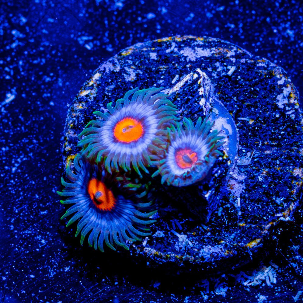 Blue Jays Zoanthid - riptide aquaculture llc