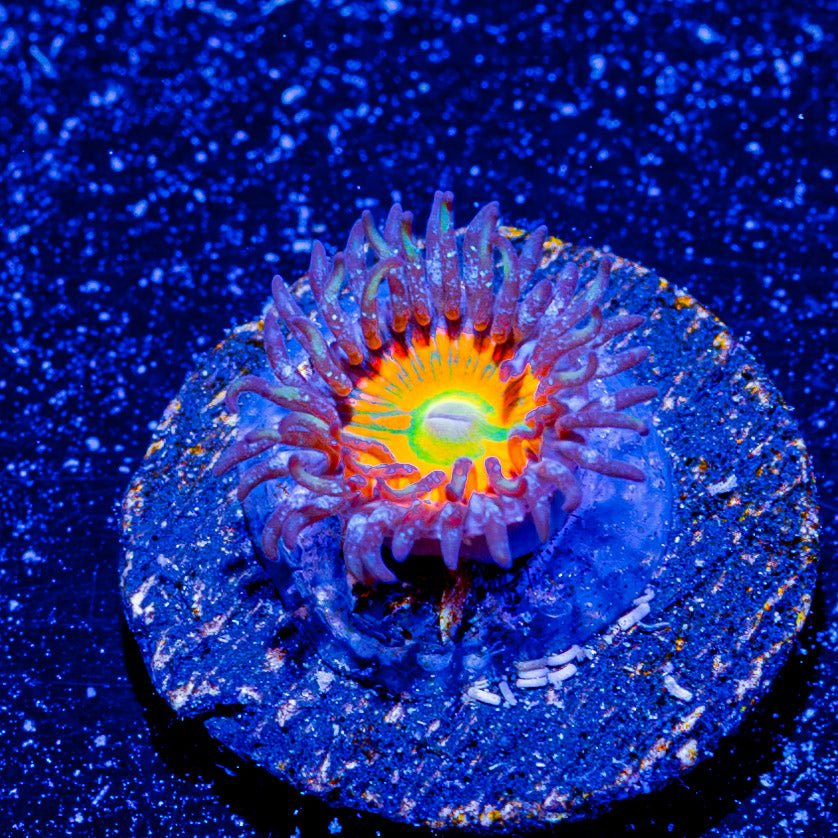 Sunny D Zoanthid - riptide aquaculture llc