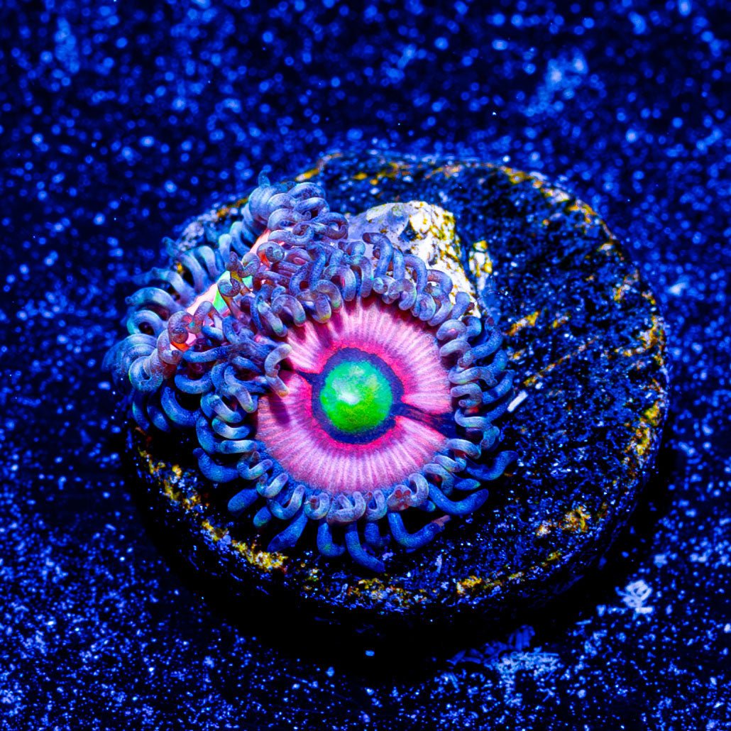 Daisy Dukes Zoanthid - riptide aquaculture llc