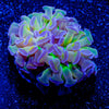 Crown Royal Hammer - riptide aquaculture llc