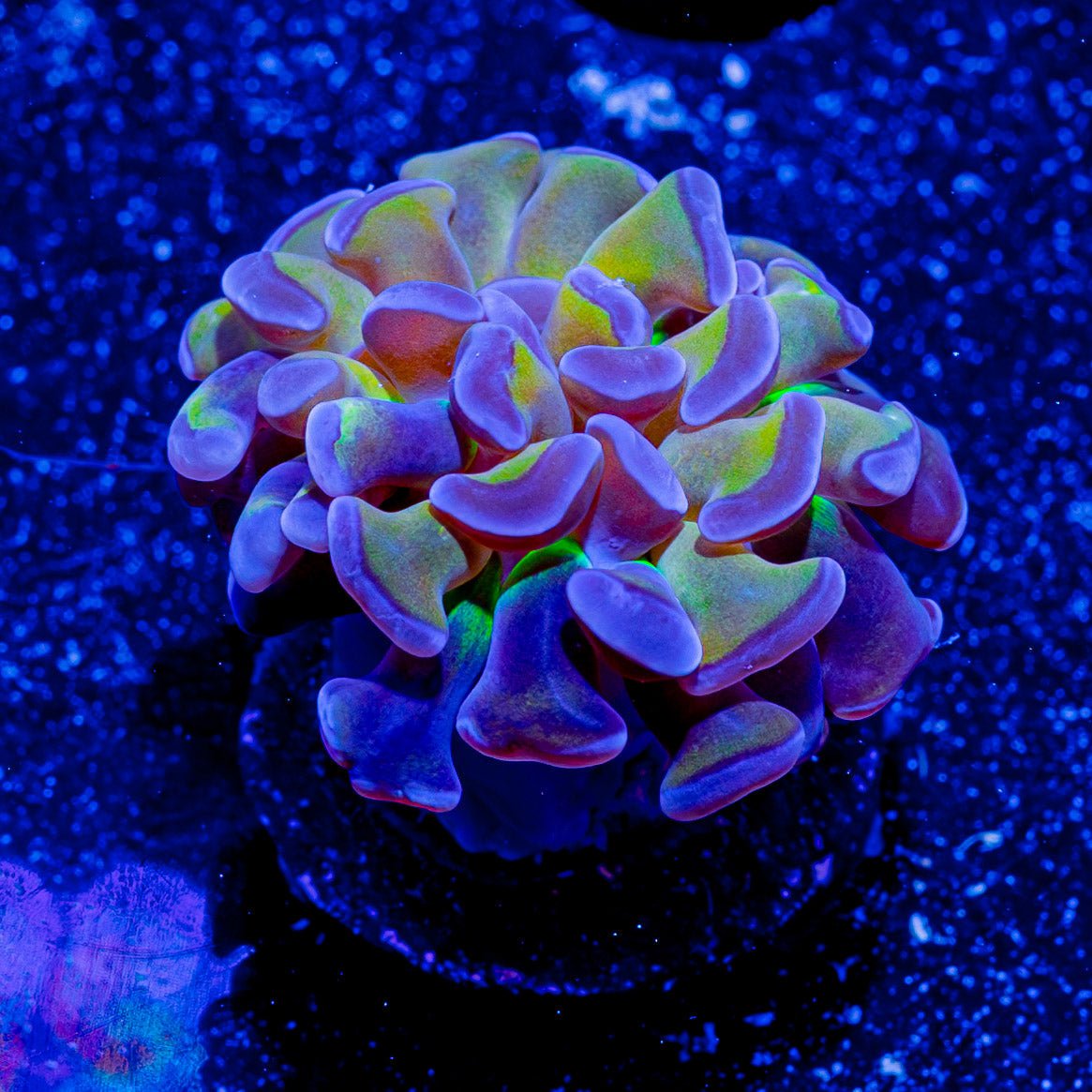 Crown Royal Hammer - riptide aquaculture llc