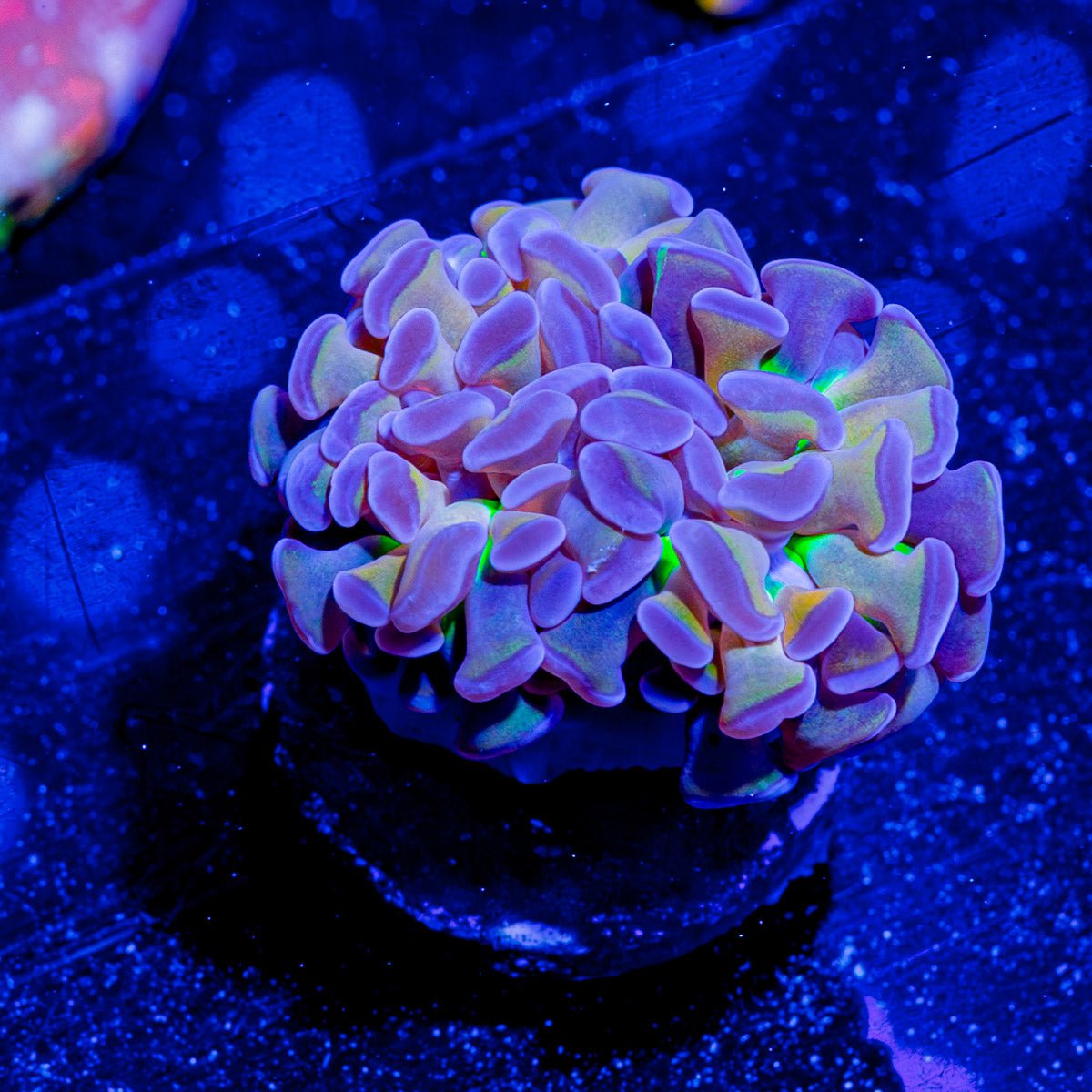 Crown Royal Hammer - riptide aquaculture llc