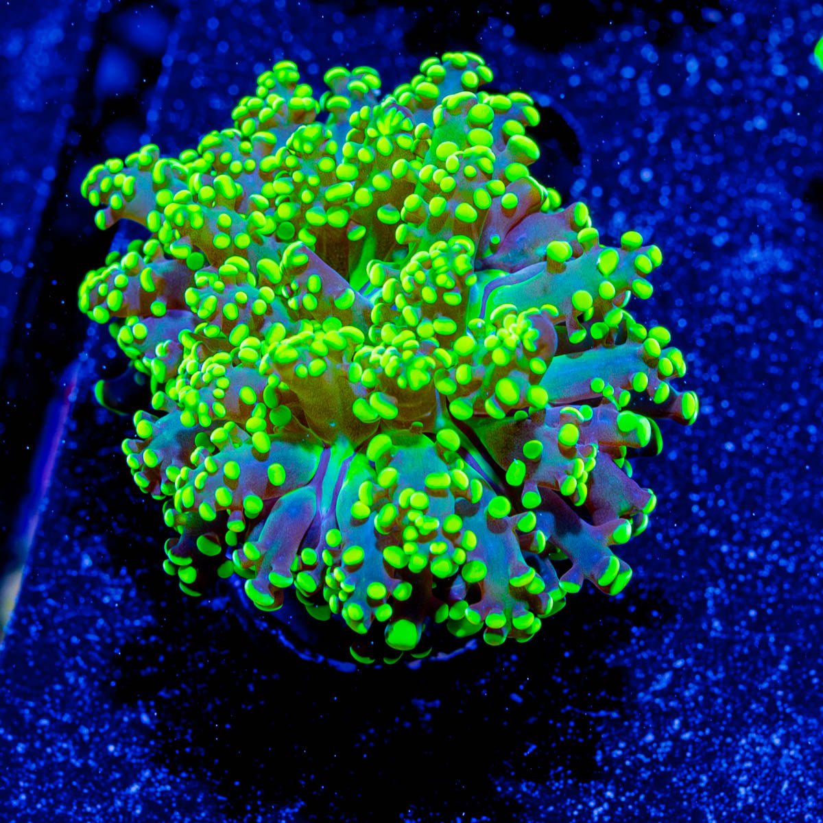 Neon Yellow/Green Octospawn - riptide aquaculture llc