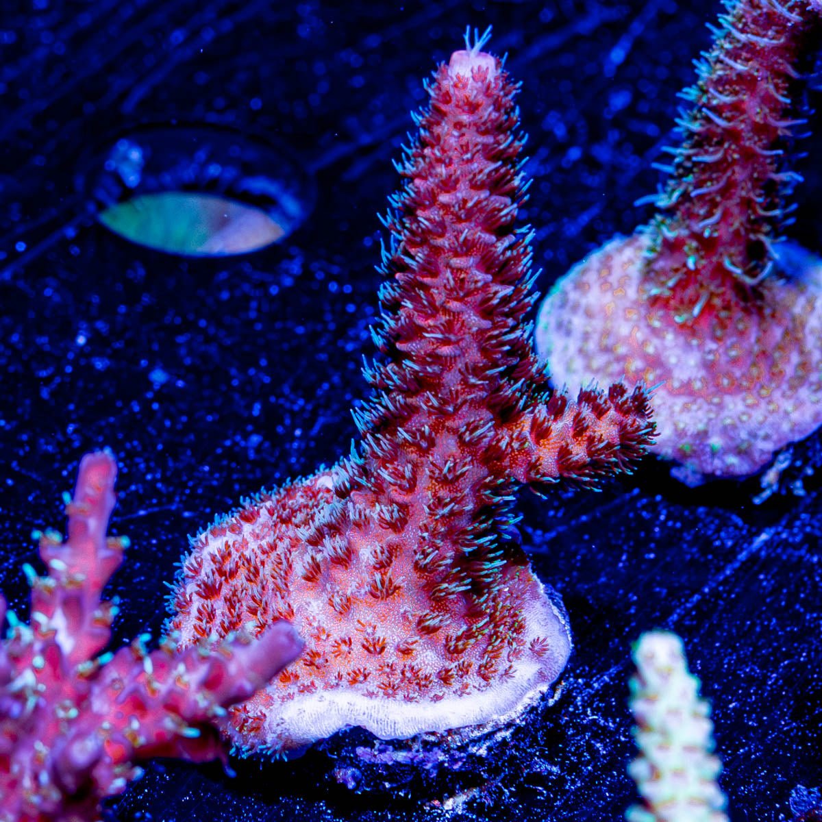 Judge Judy Millepora - riptide aquaculture llc