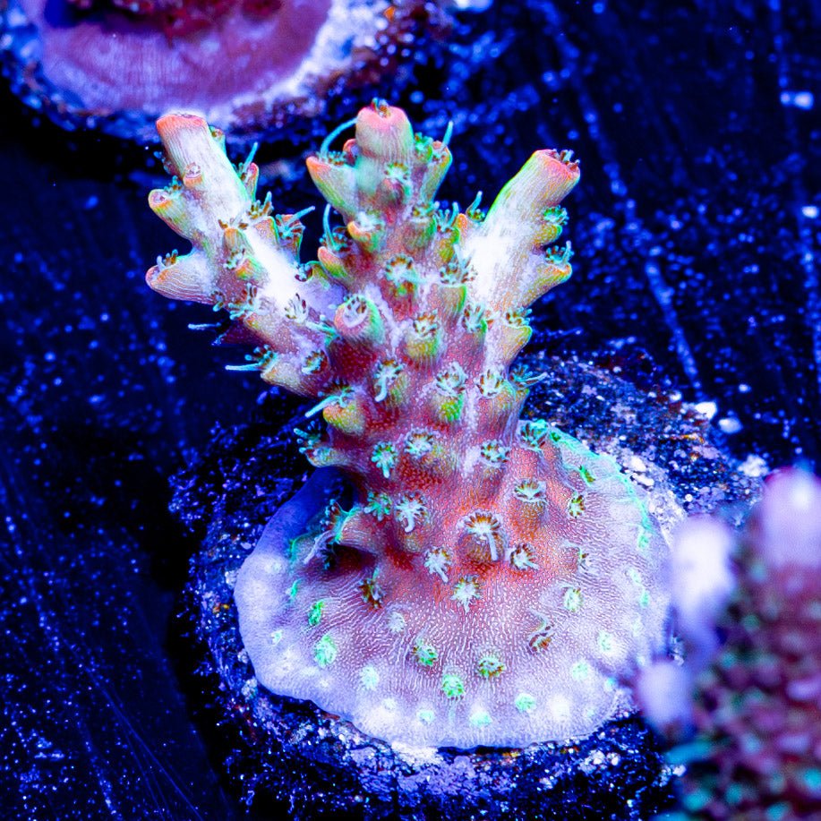 Greek Fire Acropora - riptide aquaculture llc