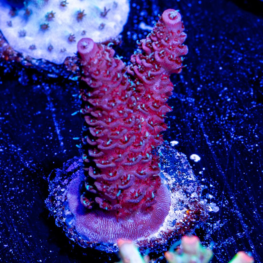 Judge Judy Millepora - riptide aquaculture llc