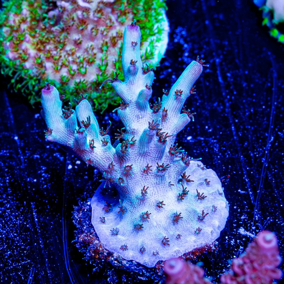 Yoda Acro - riptide aquaculture llc