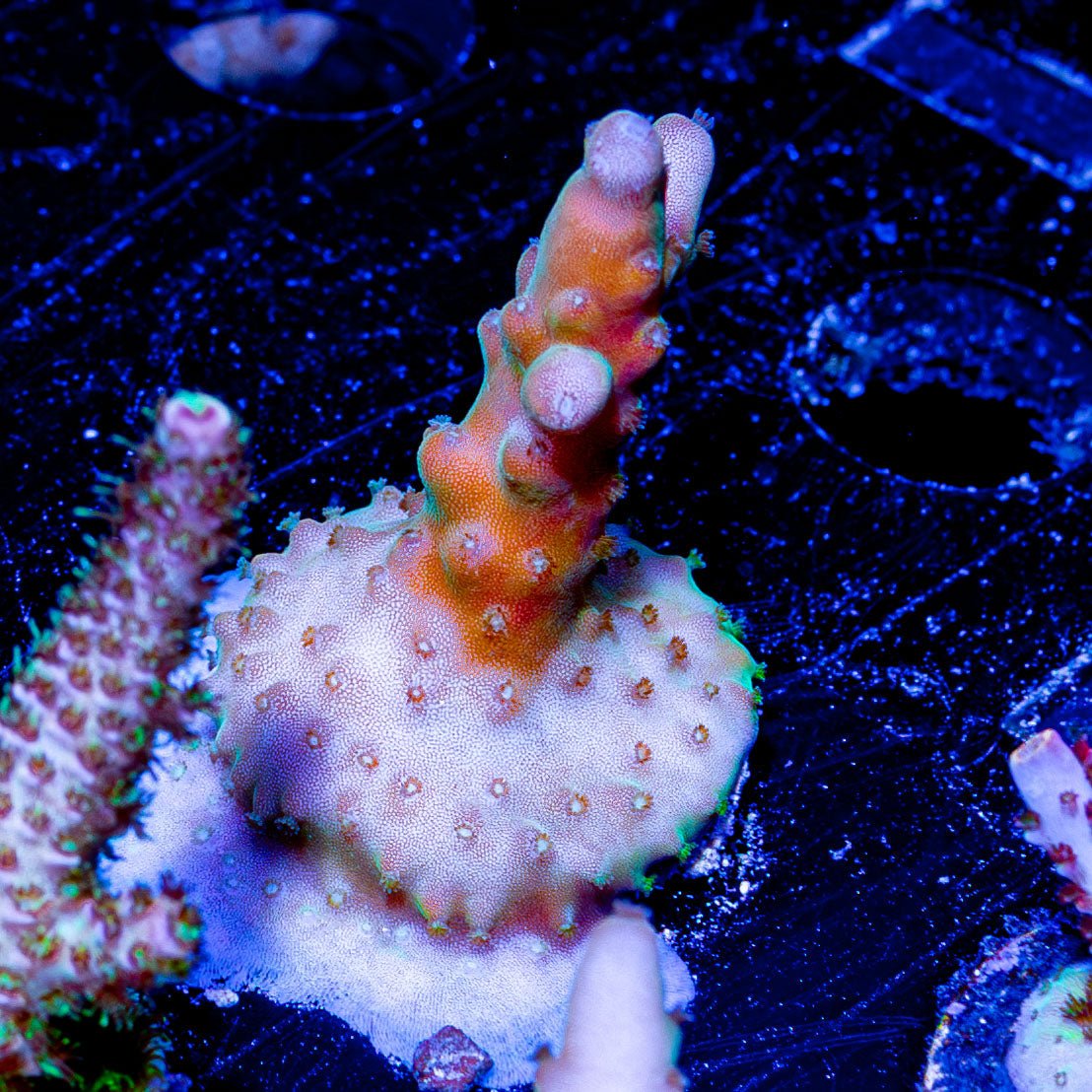 Banana Hands Acro - riptide aquaculture llc