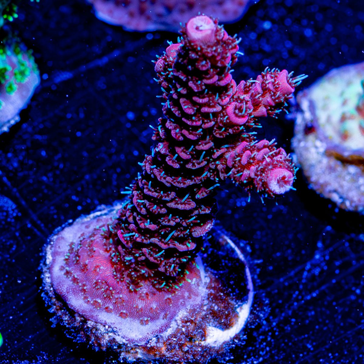 Judge Judy Millepora - riptide aquaculture llc