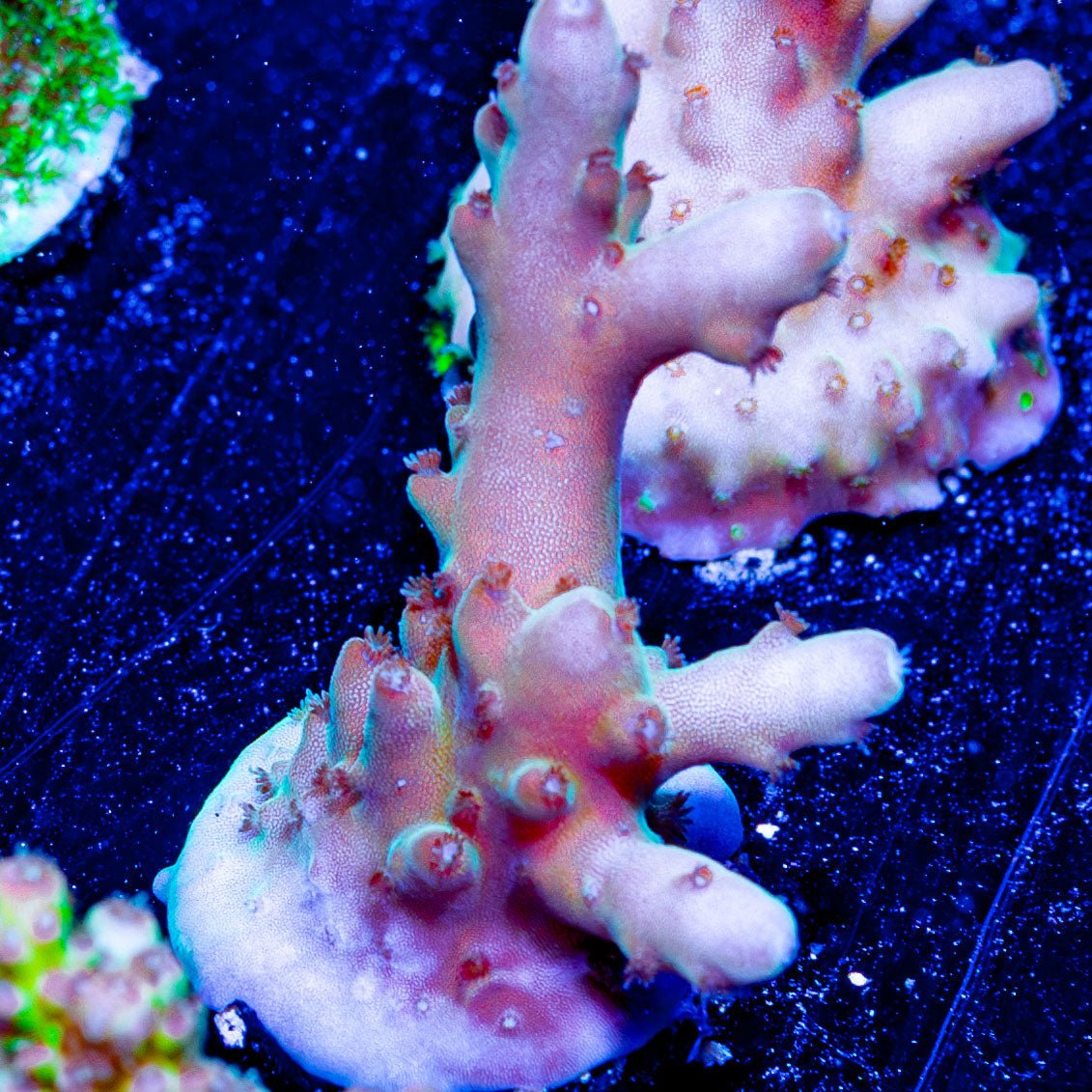 Banana Hands Acro - riptide aquaculture llc