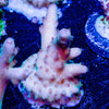 Banana Hands Acro - riptide aquaculture llc