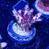 Night Furry Acropora - riptide aquaculture llc