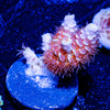 Cherry Bomb Tenuis - riptide aquaculture llc