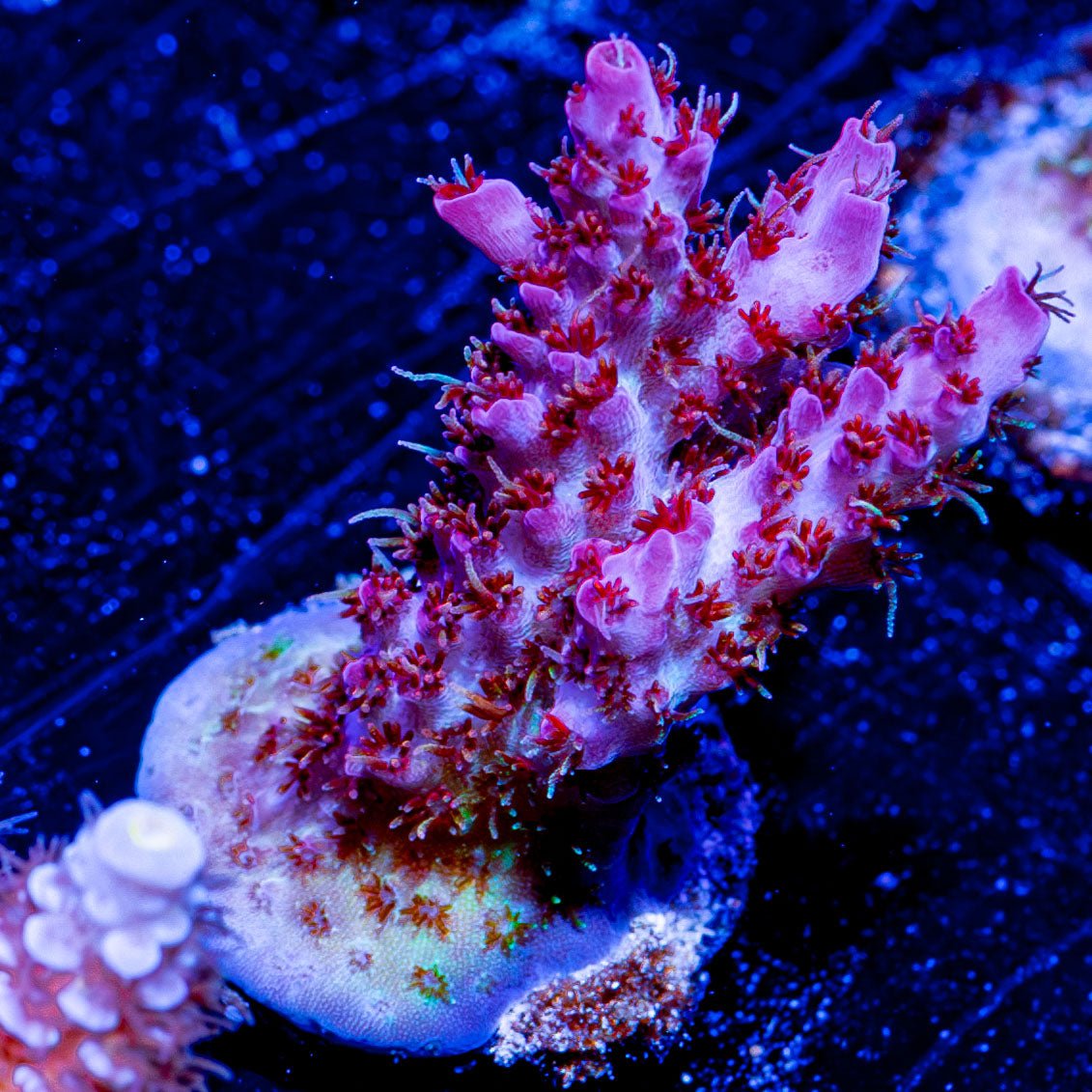 Night Furry Acropora - riptide aquaculture llc