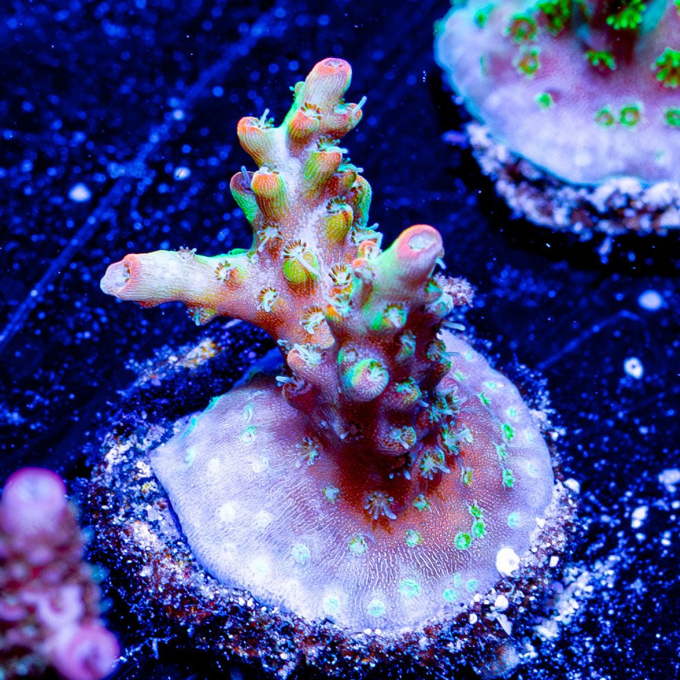 Green Fire Acro - riptide aquaculture llc