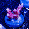 Night Furry Acropora - riptide aquaculture llc