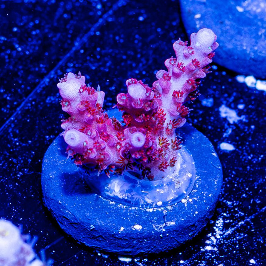 Night Furry Acropora - riptide aquaculture llc