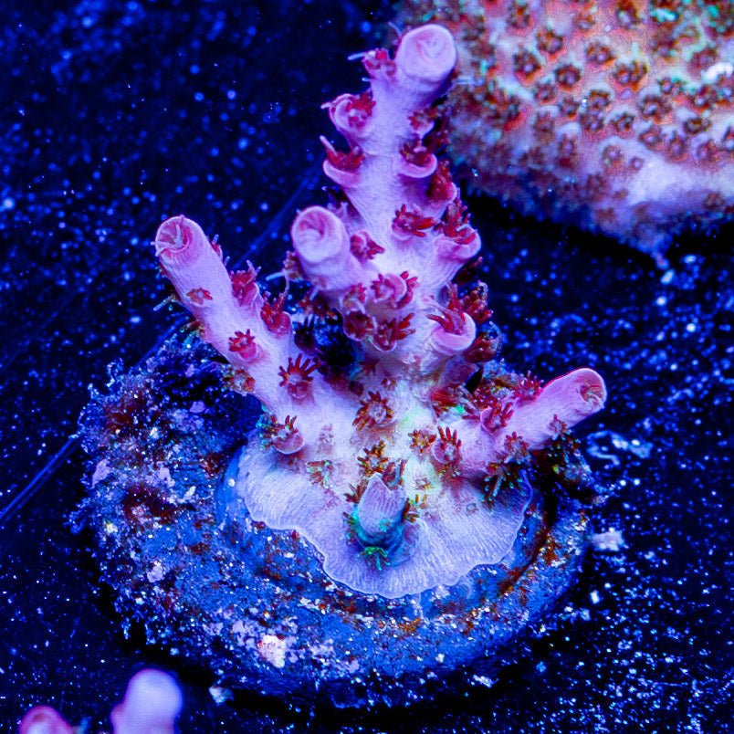 Night Furry Acropora - riptide aquaculture llc