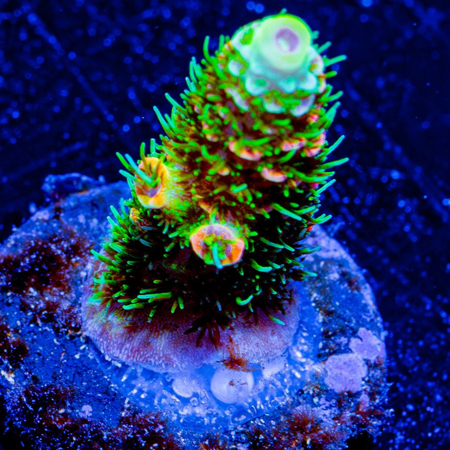 RMF Acid Trip Millepora - riptide aquaculture llc