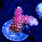 Princess Peach Acro - riptide aquaculture llc