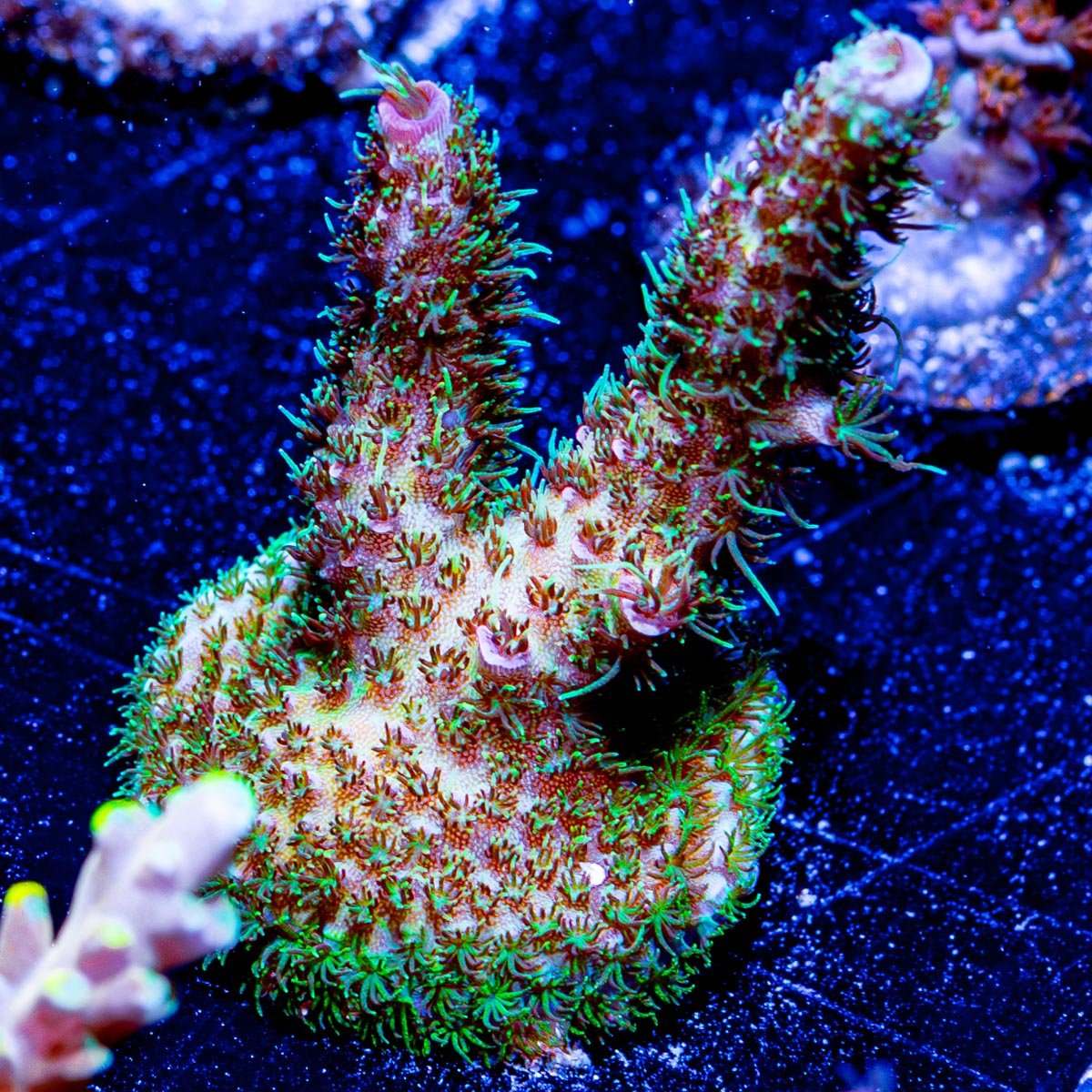 Dragon Scales Millepora - riptide aquaculture llc