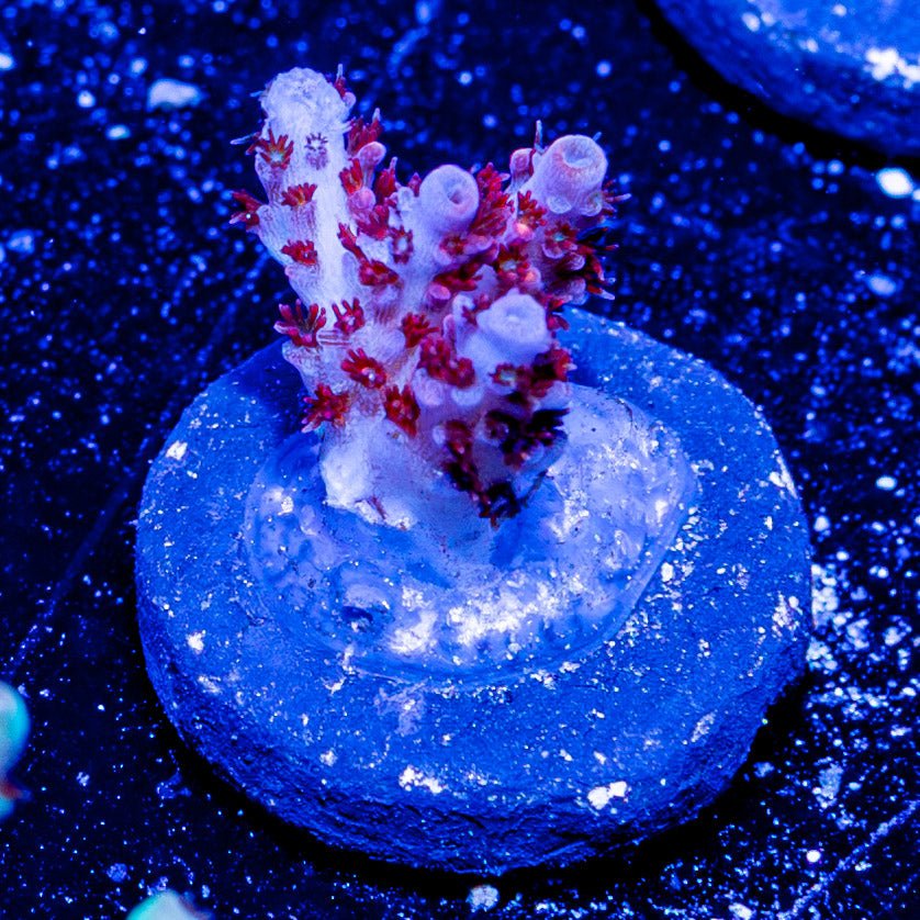 Night Furry Acropora - riptide aquaculture llc