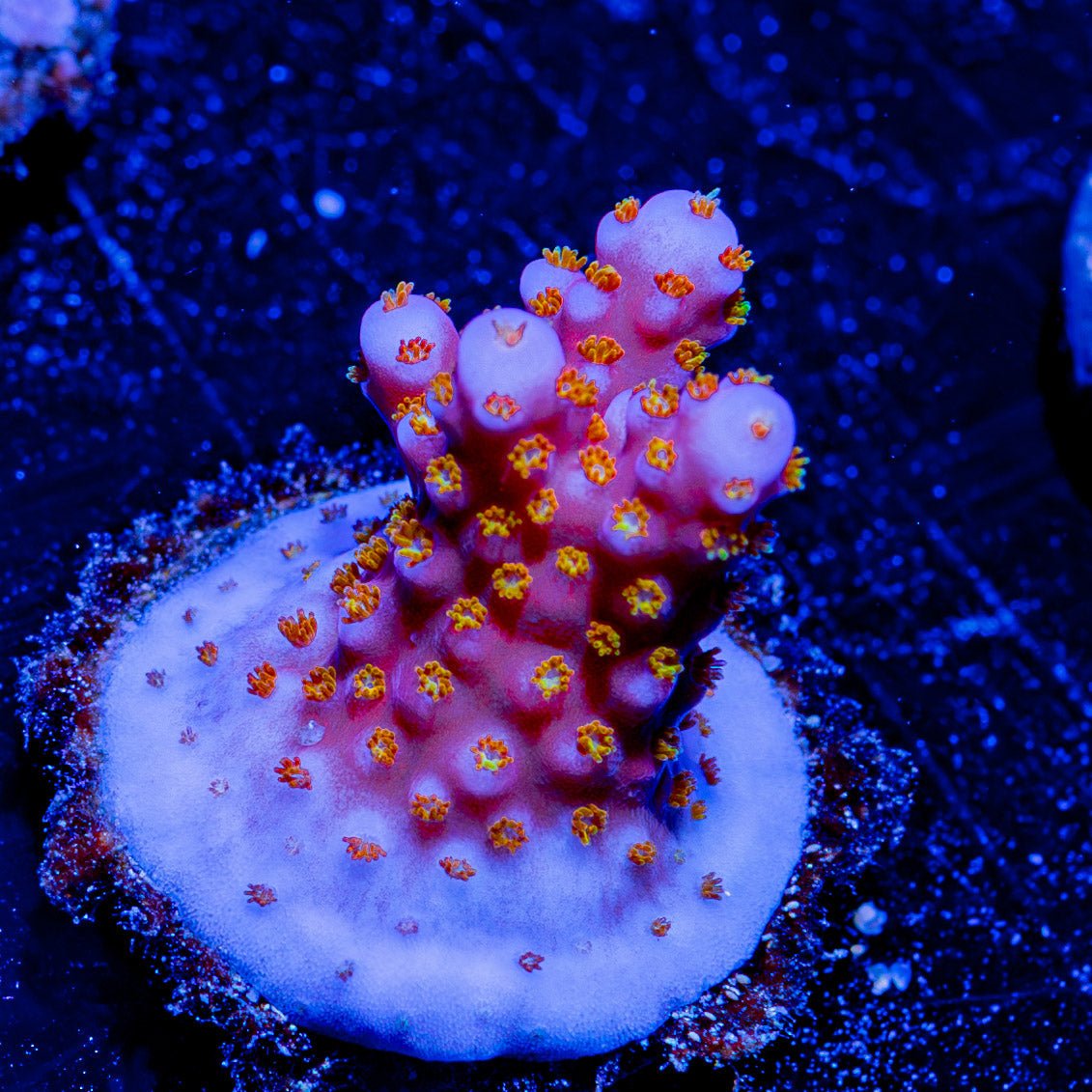 ARC Firework Acropora - riptide aquaculture llc