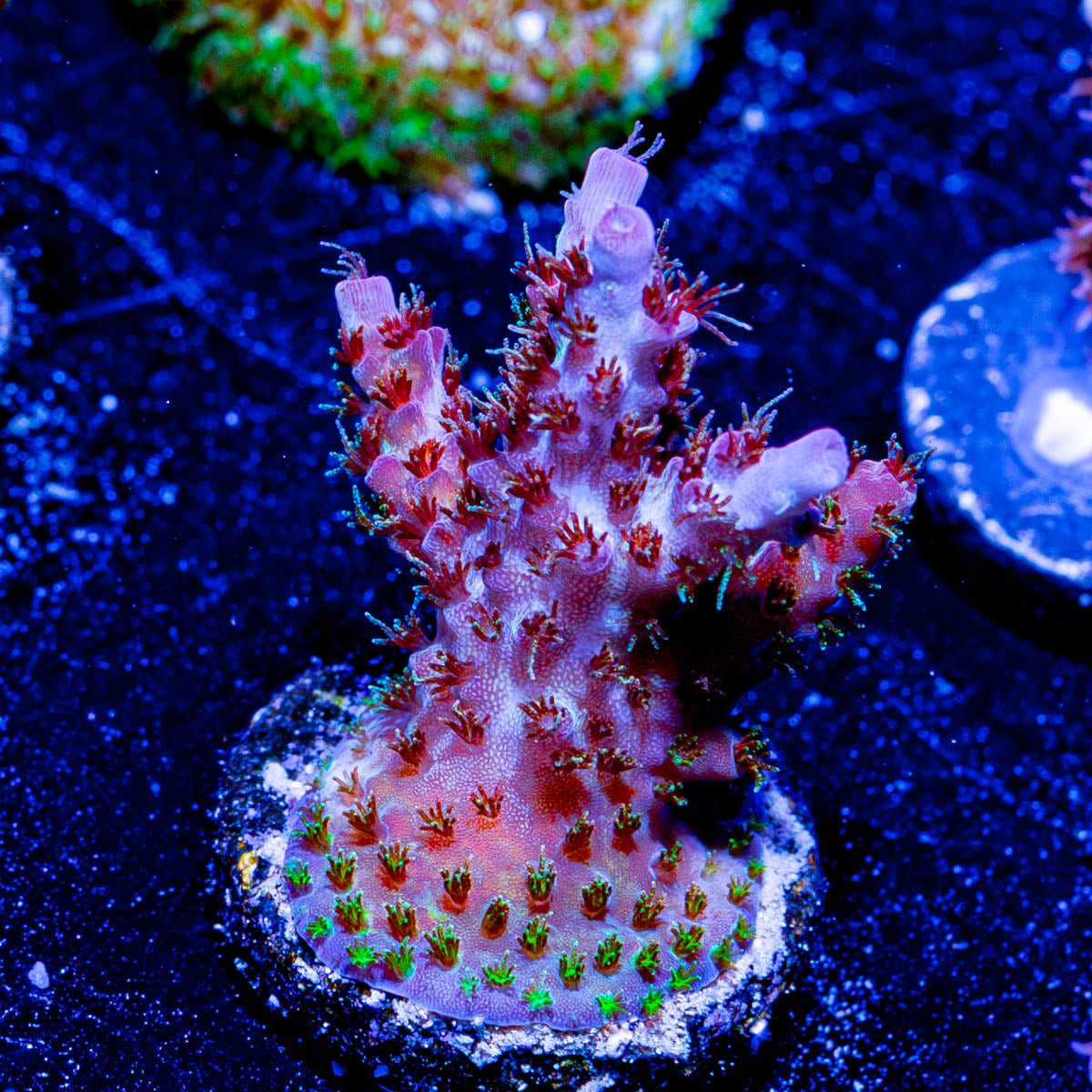 Night Furry Acropora - riptide aquaculture llc