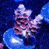 Globe Master Tenuis - riptide aquaculture llc