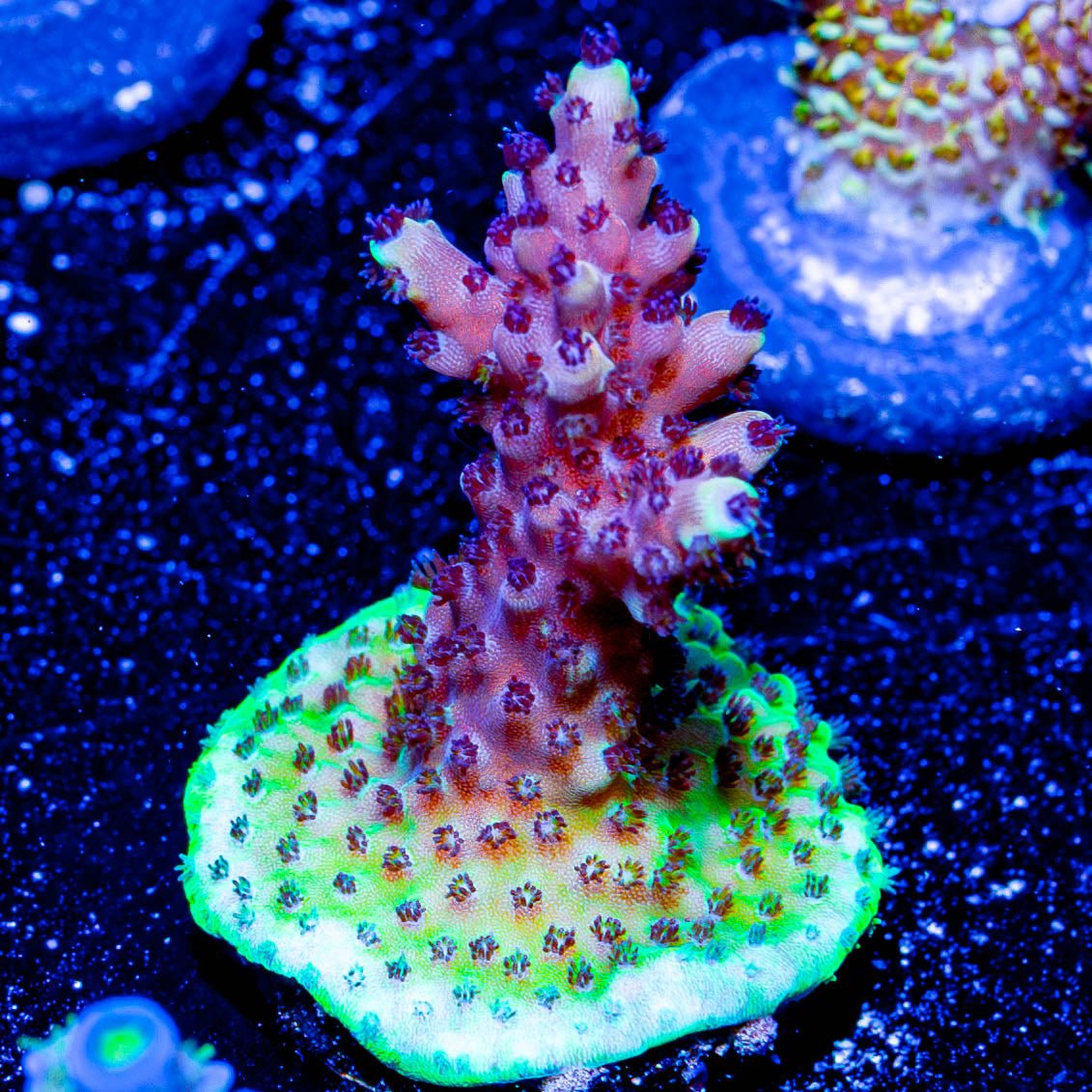 Pink Cadillac Acro - riptide aquaculture llc