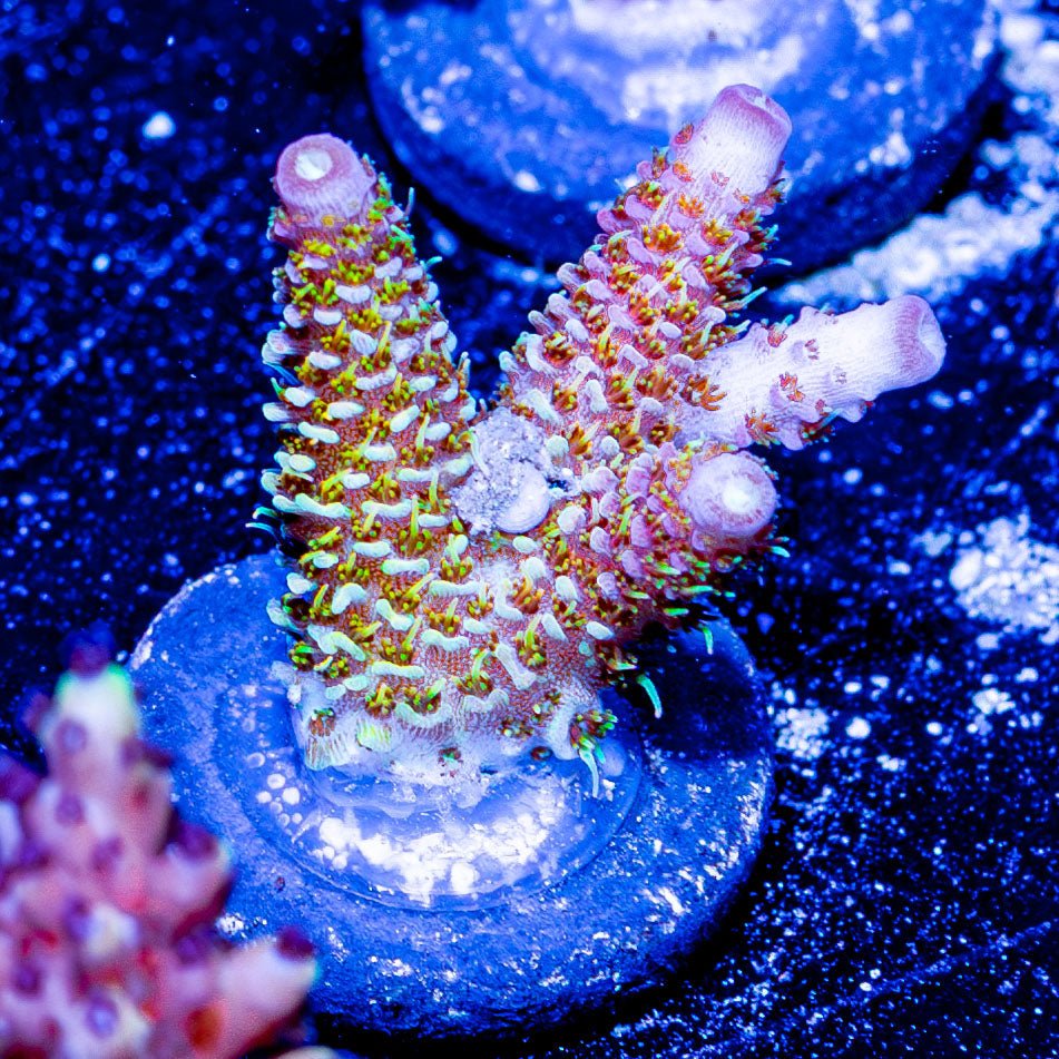 Who Dat Millepora - riptide aquaculture llc