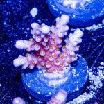 ARC Firework Acropora - riptide aquaculture llc