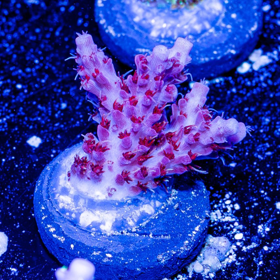 Night Furry Acropora - riptide aquaculture llc