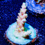 Bali Shortcake Acropora - riptide aquaculture llc