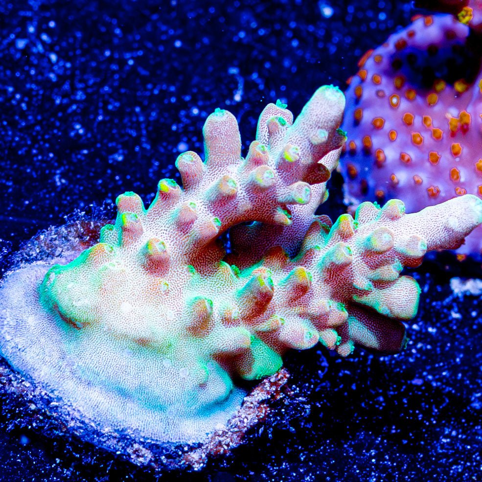 Bali Shortcake Acropora - riptide aquaculture llc