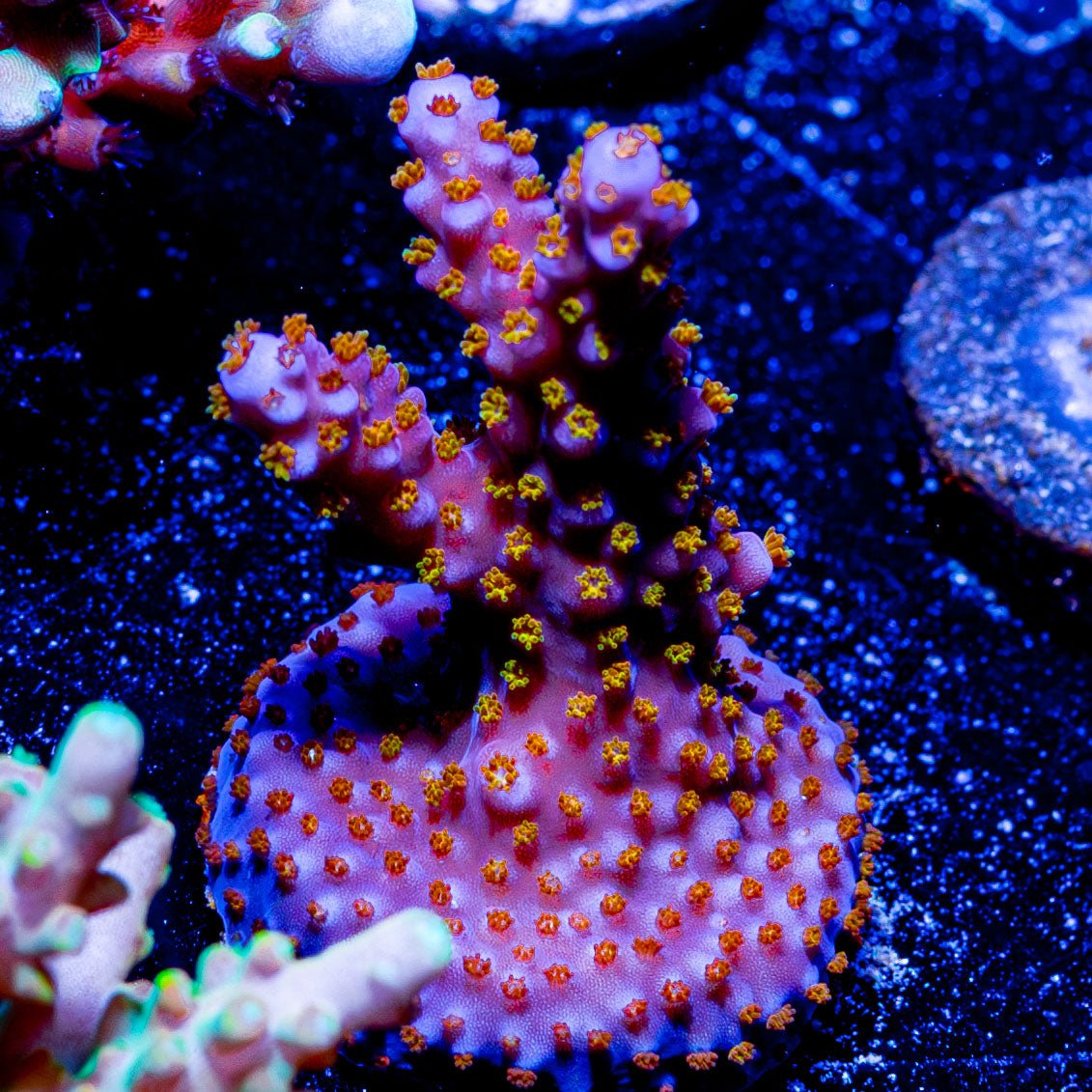 ARC Firework Acropora - riptide aquaculture llc