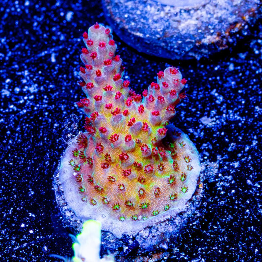 Princess Peach Acro - riptide aquaculture llc