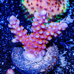 ARC Firework Acropora - riptide aquaculture llc