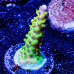 Paletta Pink Tip Acro - riptide aquaculture llc