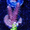 Judge Judy Millepora - riptide aquaculture llc